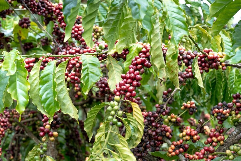 Arabica coffee beans close up