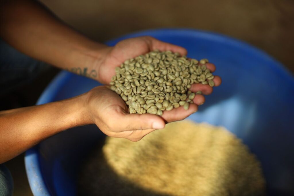  Green coffee beans before roasting